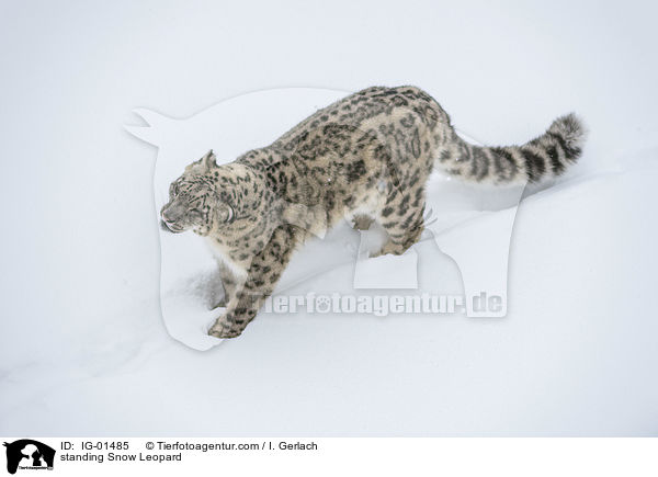 stehender Schneeleopard / standing Snow Leopard / IG-01485