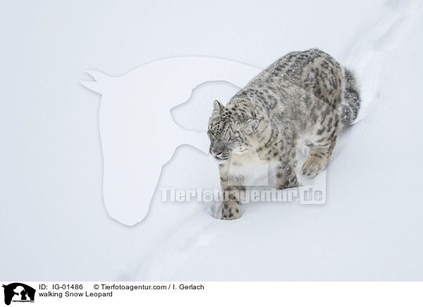 walking Snow Leopard / IG-01486