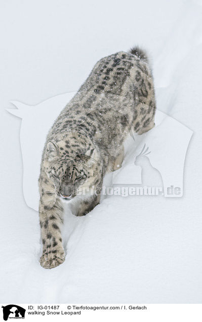 walking Snow Leopard / IG-01487