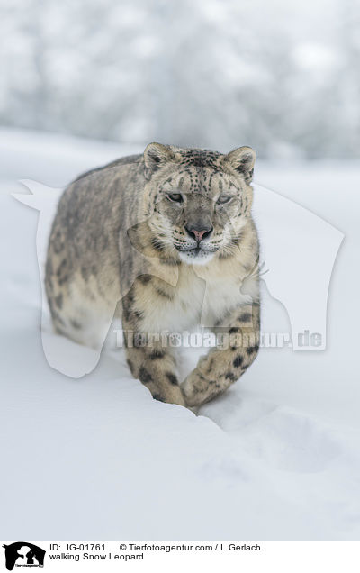 walking Snow Leopard / IG-01761