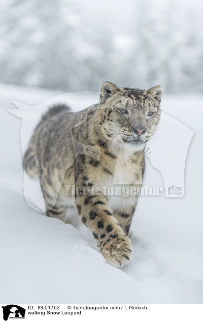 laufender Schneeleopard / walking Snow Leopard / IG-01762