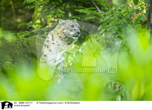 Schneeleopard / snow leopard / DMS-10717