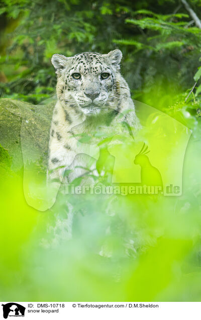 Schneeleopard / snow leopard / DMS-10718