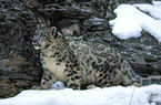 Snow leopard