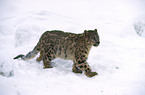 Snow leopard