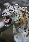 snow leopard