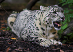 lying snow leopard