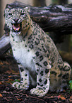 snow leopard