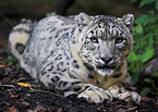 lying snow leopard