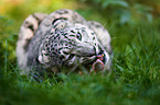 eating snow leopard