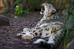 lying snow leopard