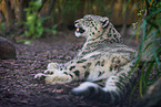 lying snow leopard