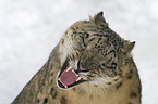 snow leopard portrait