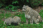 snow leopards