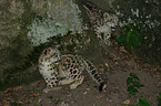 young snow leopards