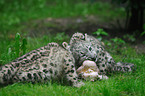 young snow leopards