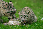 snow leopards