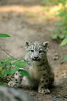 young snow leopard