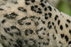 snow leopard coat