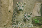 young snow leopards