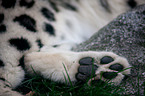 snow leopard paw
