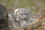 snow leopard