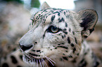 snow leopard