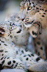 snow leopards