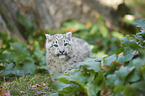 snow leopard