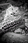 snow leopard