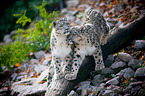 snow leopards