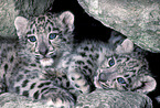 youn snow leopards