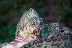 snow leopards