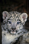 young snow leopard