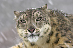 snow leopard