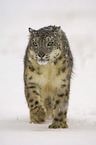 snow leopard