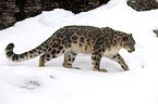 snow leopard