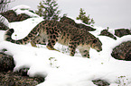 snow leopard