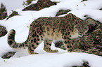 snow leopard