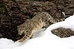 snow leopard