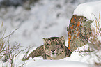 snow leopard