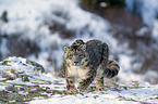 snow leopard