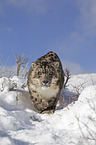 snow leopard