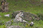 lying Snow Leopard