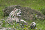 lying Snow Leopard