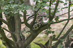 lying Snow Leopard