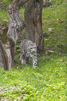 walking Snow Leopard
