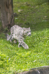 running Snow Leopard
