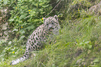 standing Snow Leopard Cup