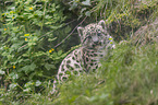 lying Snow Leopard Cup